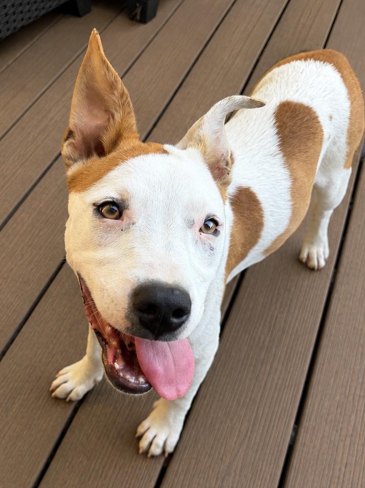 Enlarge Addie, a Adoptable mixed breed in Chickamauga, GA image 5/6
