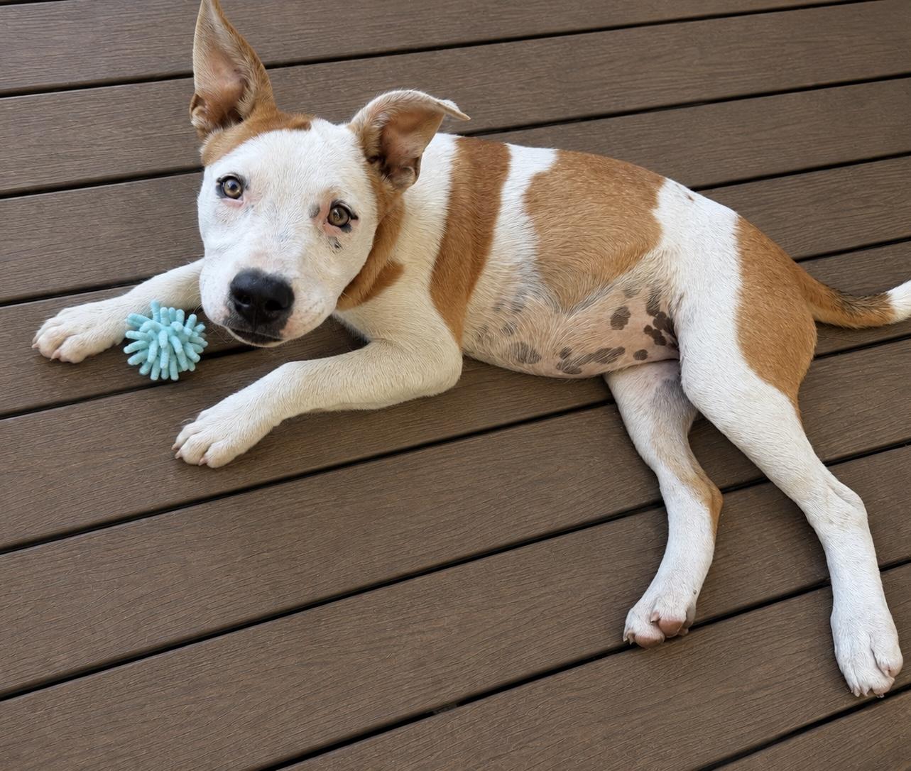 Enlarge Addie, a Adoptable mixed breed in Chickamauga, GA image 2/6