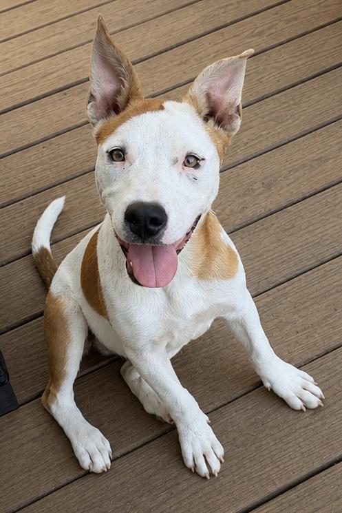 Addie, Adoptable, Puppy Female Pit Bull Terrier & Catahoula Leopard Dog.