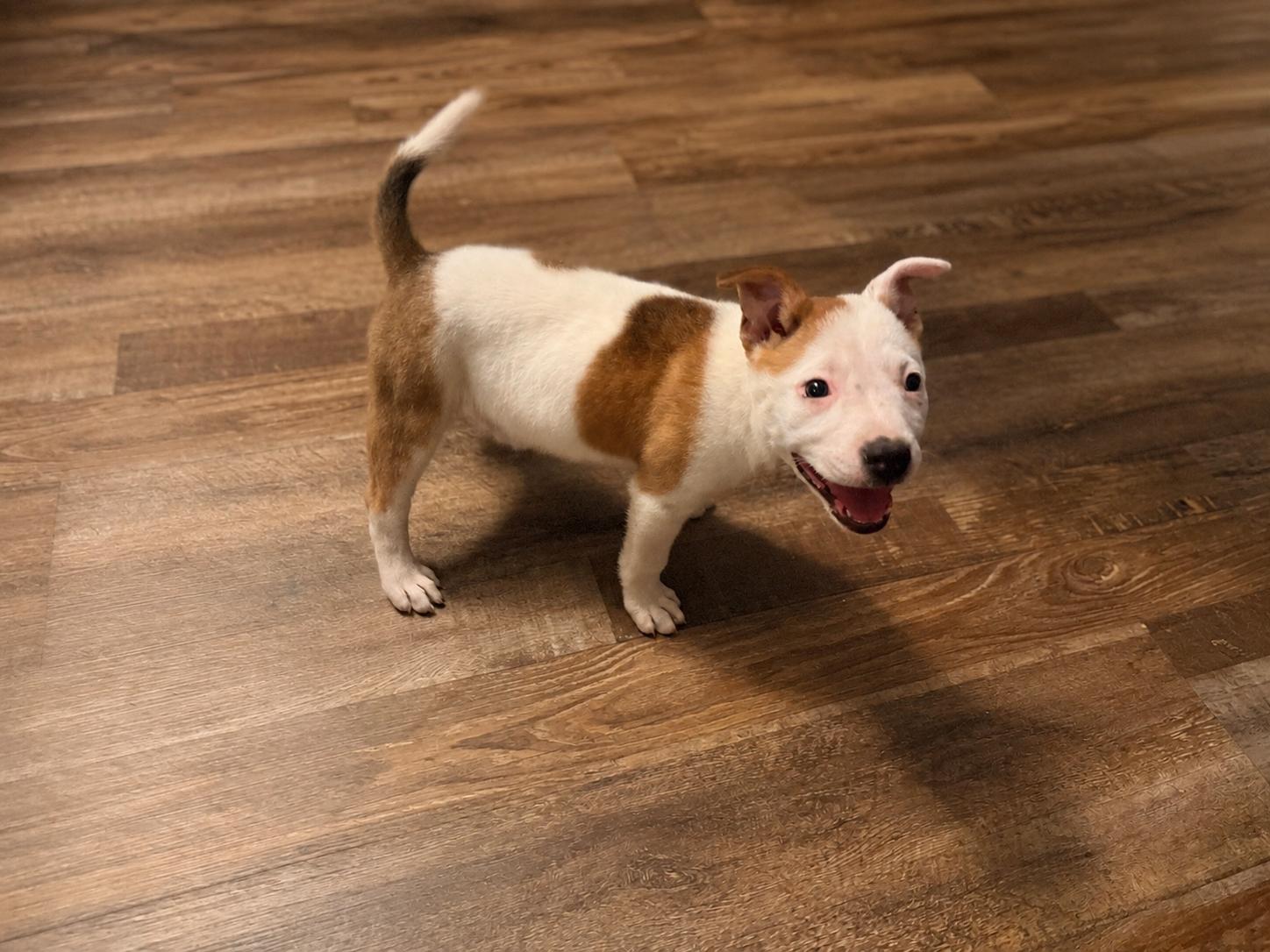 Addie, a Adoptable mixed breed in Chickamauga, GA image 4/6