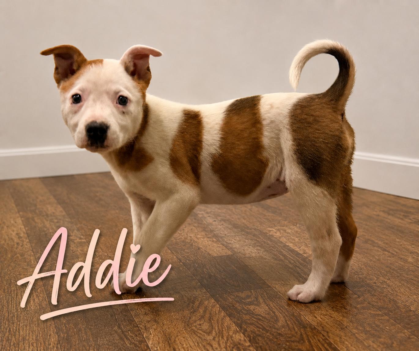 Addie, a Adoptable mixed breed in Chickamauga, GA image 2/6