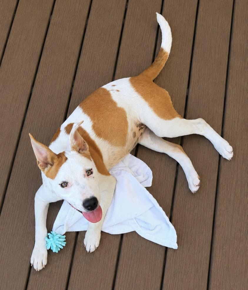 Enlarge Addie, a Adoptable mixed breed in Chickamauga, GA image 6/6