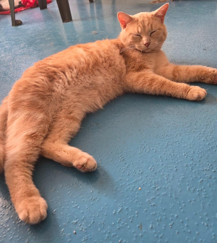 Oliver, Adoptable, Young Male Domestic Short Hair.