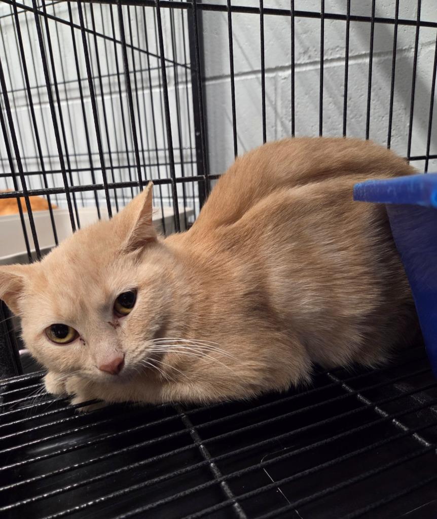 Enlarge Oliver, a Adoptable mixed breed in Muskegon, MI image 2/2