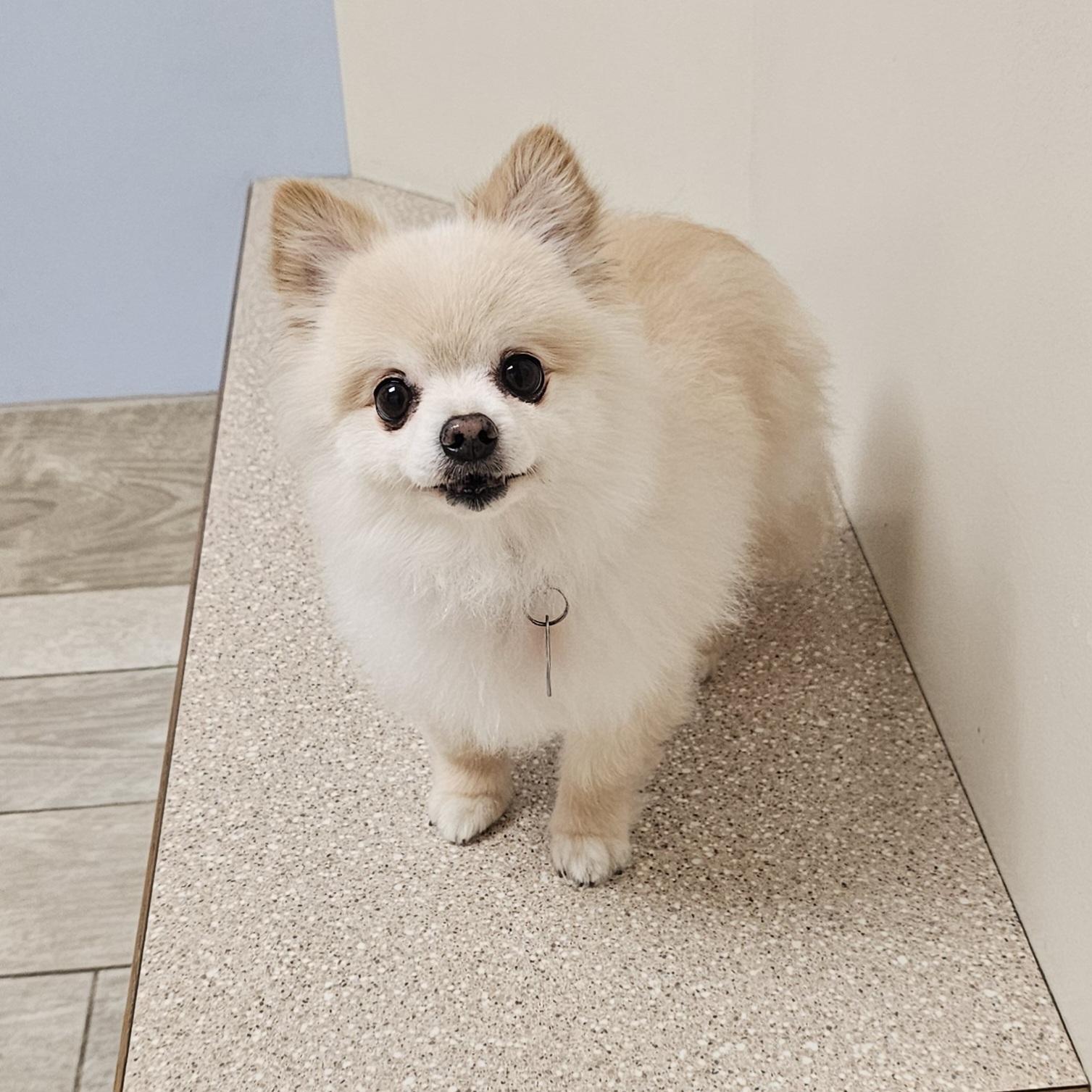 Enlarge BEAR, a Adoptable Pomeranian in Fenton, MI image 5/6