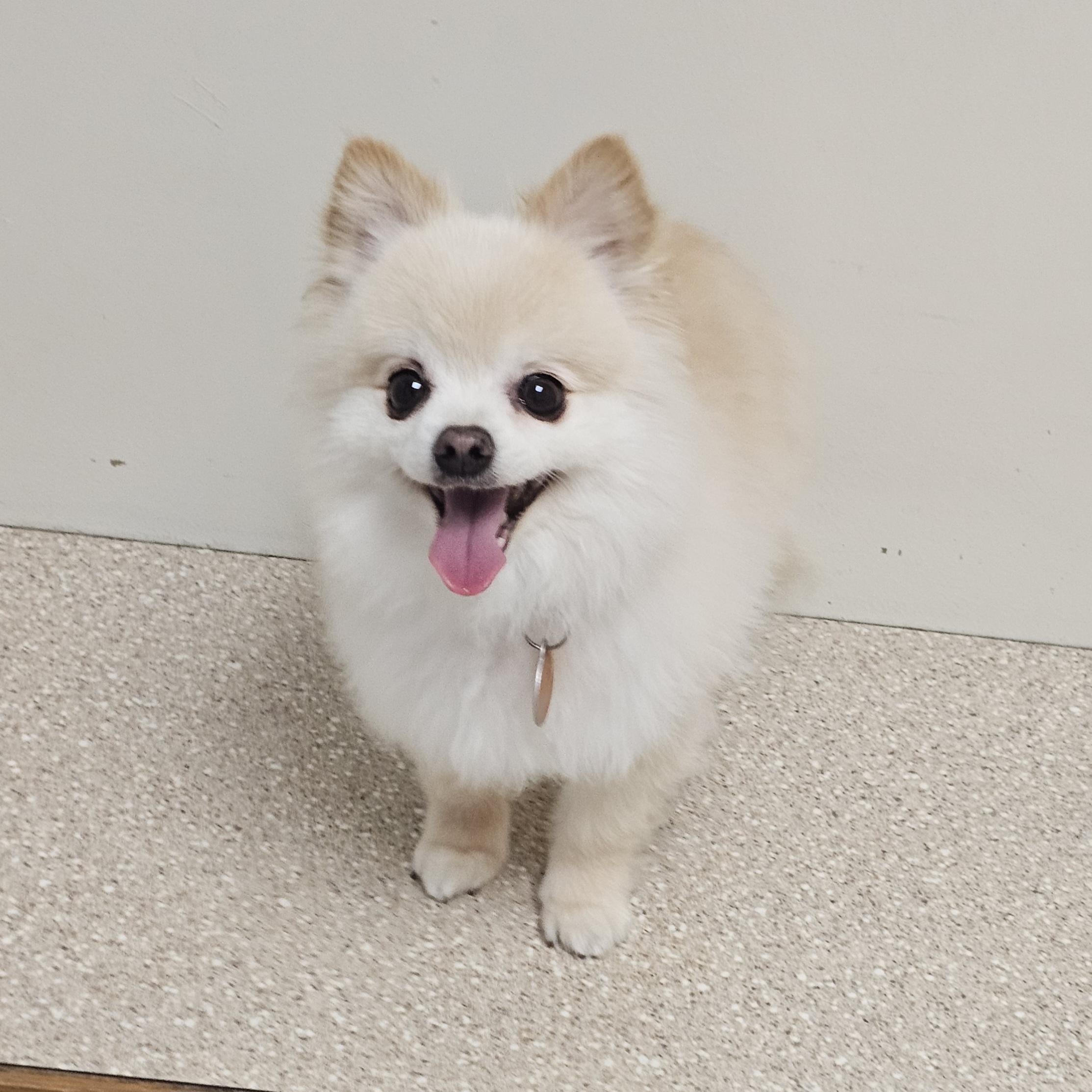 Enlarge BEAR, a Adoptable Pomeranian in Fenton, MI image 6/6