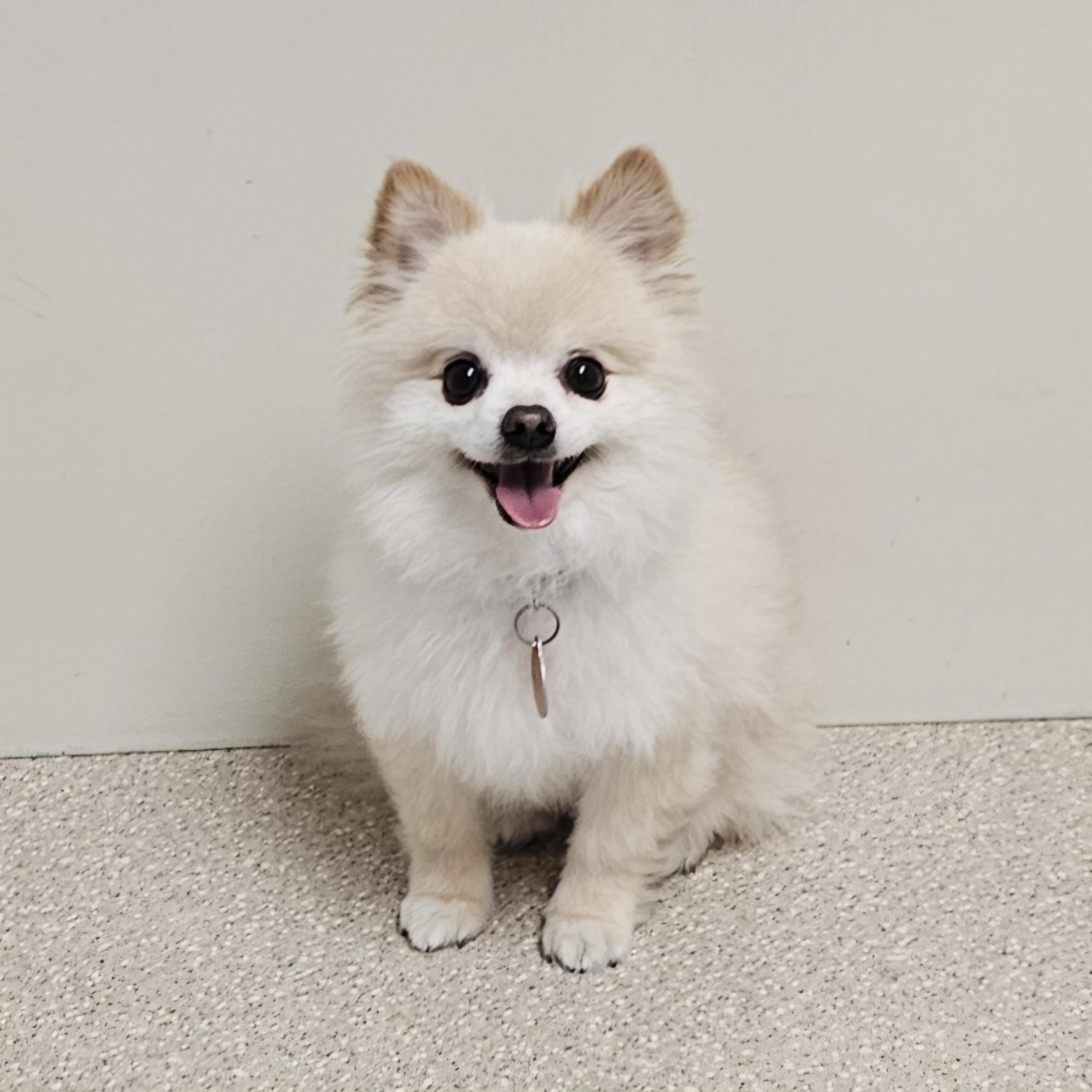 Enlarge BEAR, a Adoptable Pomeranian in Fenton, MI image 4/6