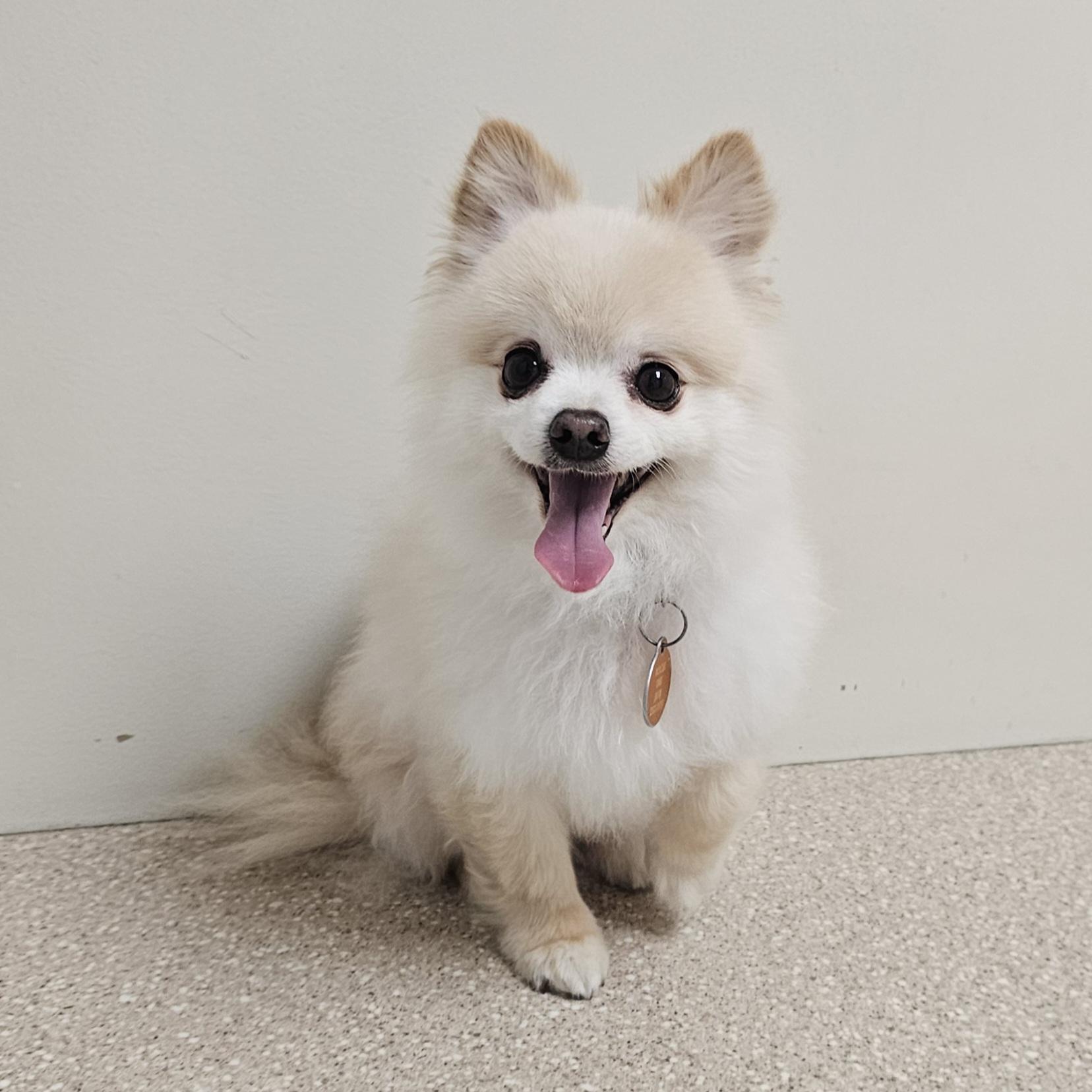 Enlarge BEAR, a Adoptable Pomeranian in Fenton, MI image 2/6