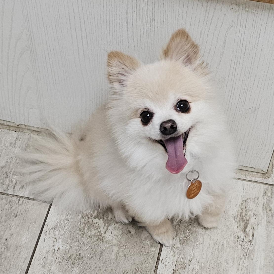 BEAR, Adoptable, Senior Male Pomeranian.