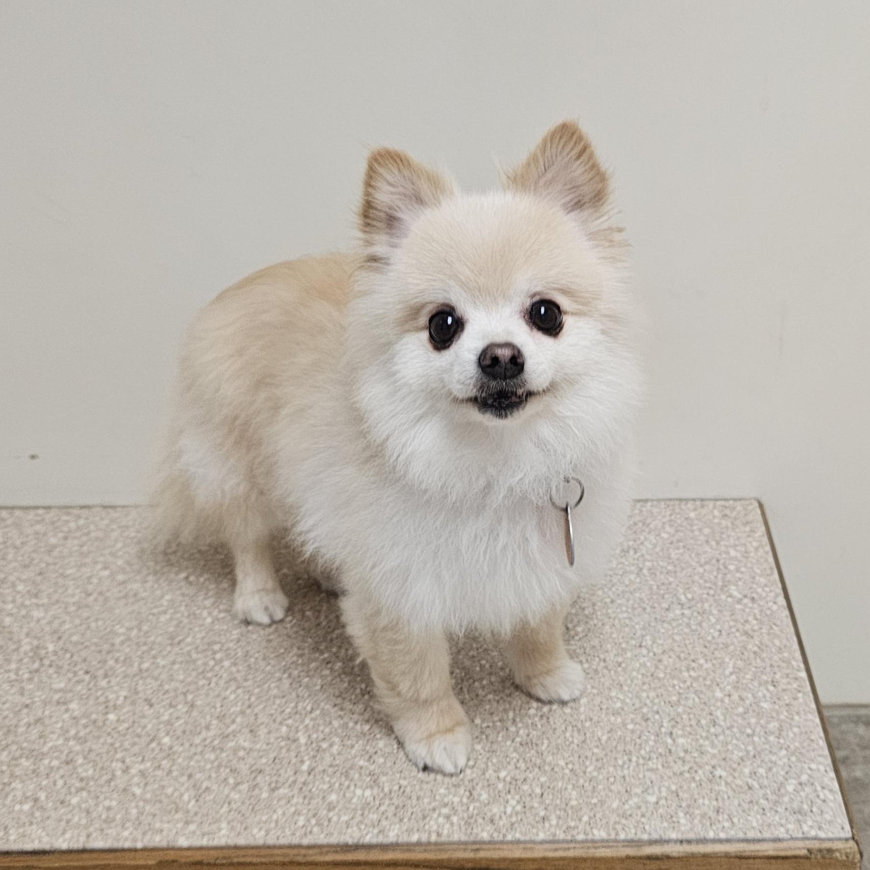 Enlarge BEAR, a Adoptable Pomeranian in Fenton, MI image 3/6