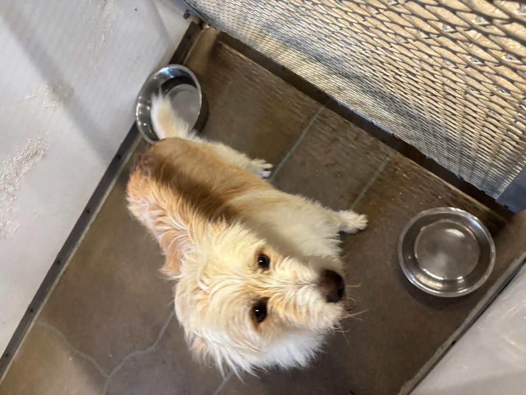 Enlarge jack, a Adopted mixed breed in Belton, TX image 1/1