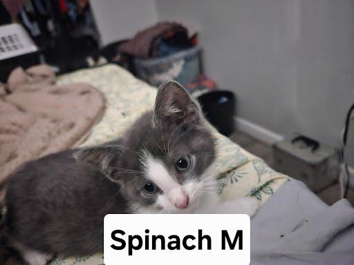 Spinach