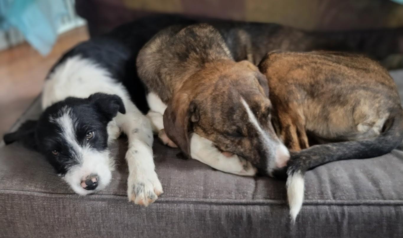 Ida Mae, an adopted mixed breed in Pinedale, WY image 3/6