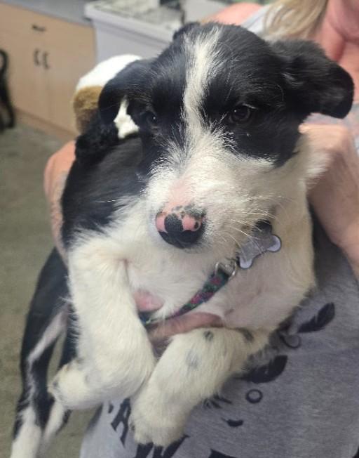 Enlarge Ida Mae, a ADOPTABLE mixed breed in Pinedale, WY image 3/5