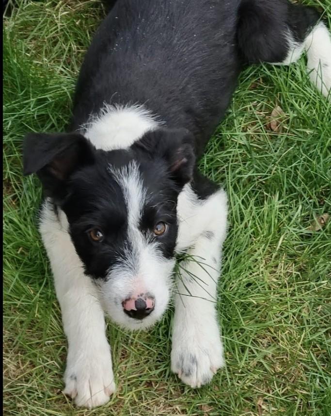 Enlarge Ida Mae, a ADOPTABLE mixed breed in Pinedale, WY image 2/5