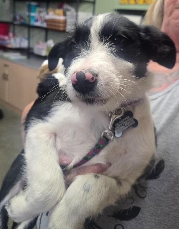 Enlarge Ida Mae, a ADOPTABLE mixed breed in Pinedale, WY image 5/5