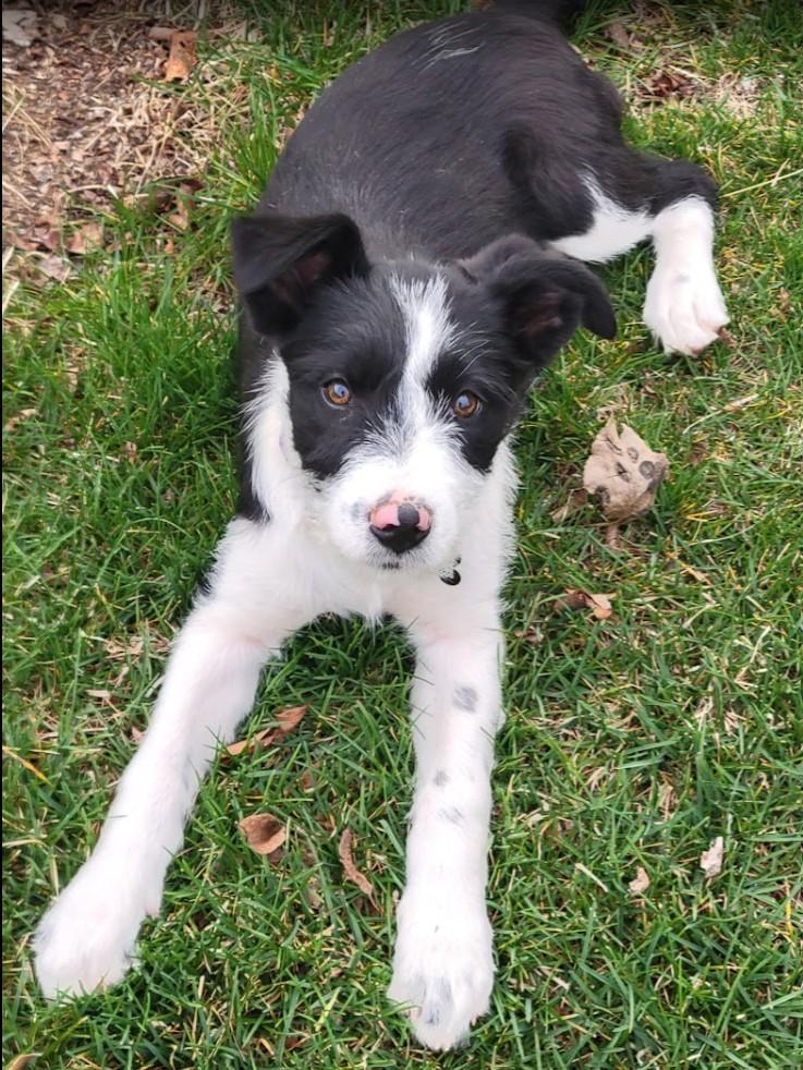 Enlarge Ida Mae, a ADOPTABLE mixed breed in Pinedale, WY image 4/5