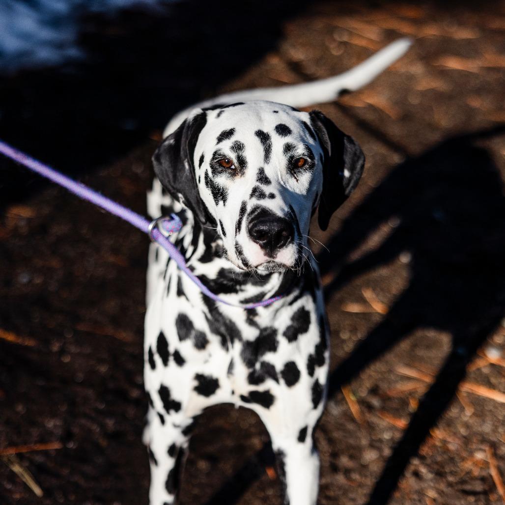 Enlarge Tobias, a Adoptable mixed breed in Incline Village, NV image 1/3