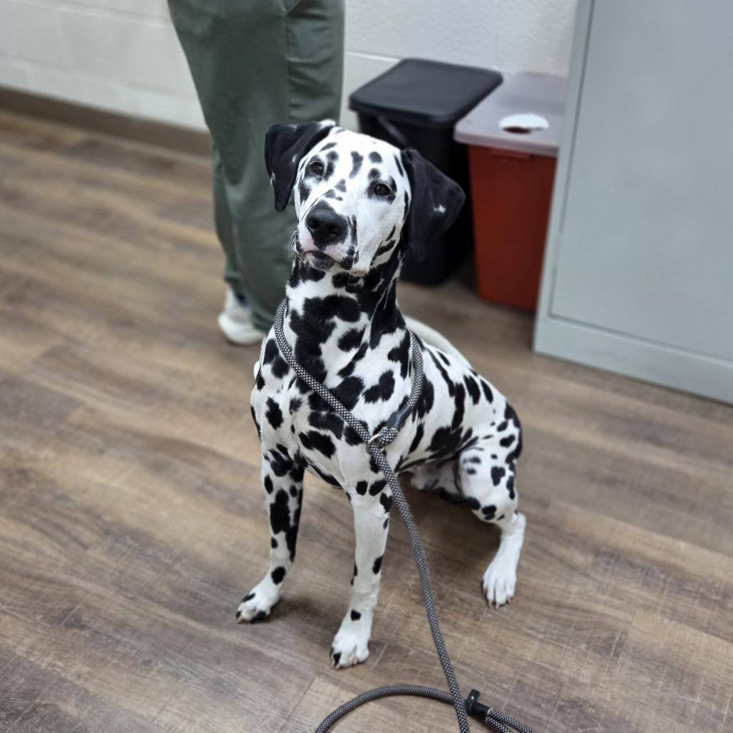 Enlarge Tobias, a Adoptable mixed breed in Incline Village, NV image 2/3