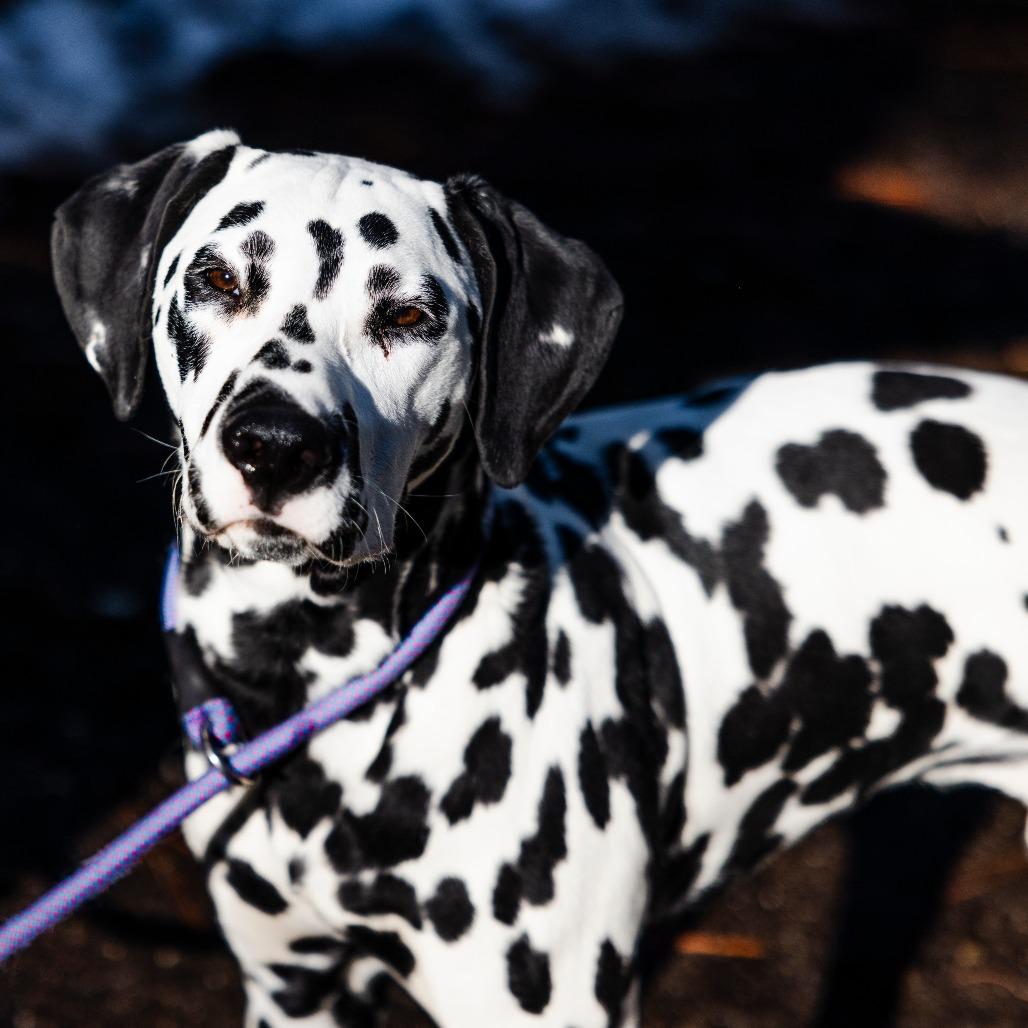 Enlarge Tobias, a Adoptable mixed breed in Incline Village, NV image 3/3