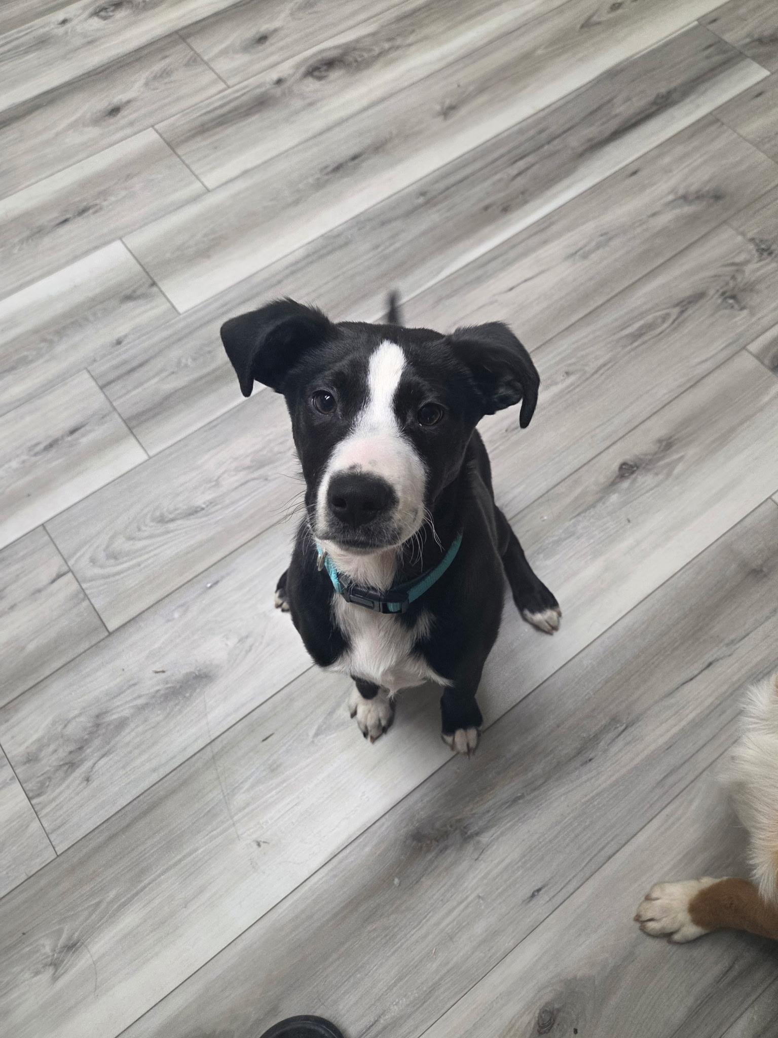 Penny, ADOPTABLE, Puppy Female Terrier.