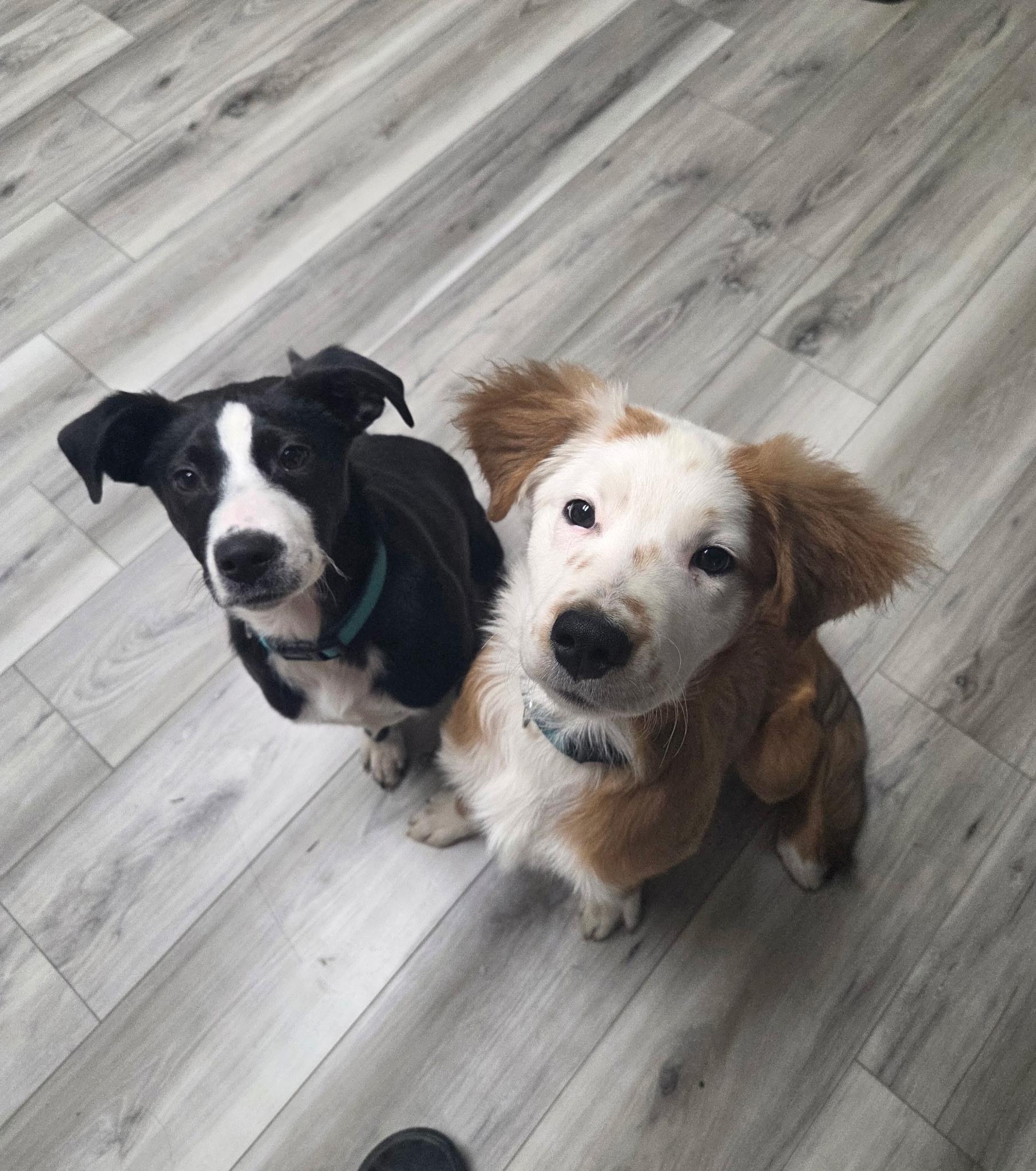 Enlarge Penny, a ADOPTABLE Terrier in Penryn, CA image 2/2