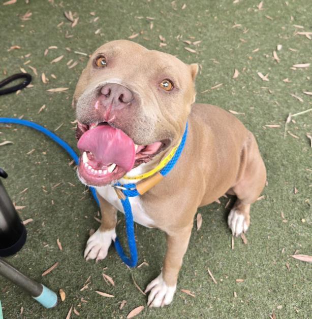 COCO, Adoptable, Young Female Pit Bull Terrier.