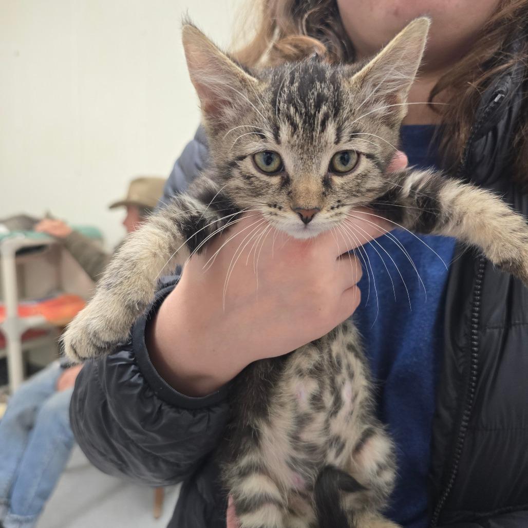 Ginger bread, a Adoptable Domestic Short Hair in Canton, IL image 1/2