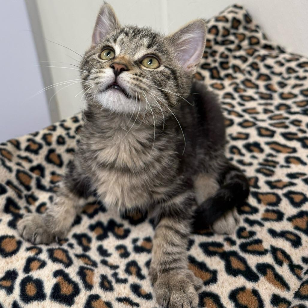 Ginger bread, a Adoptable Domestic Short Hair in Canton, IL image 2/2