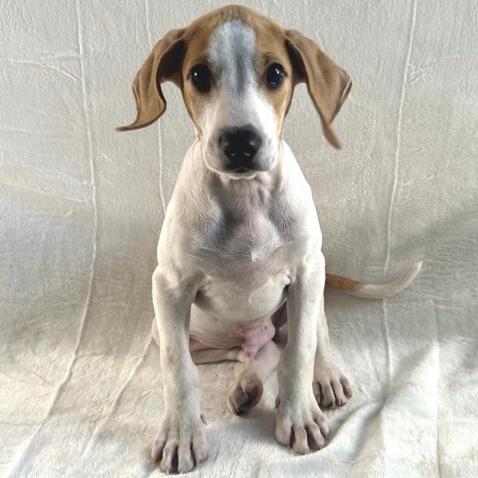 Ducky, Adoptable, Puppy Male Mixed Breed.
