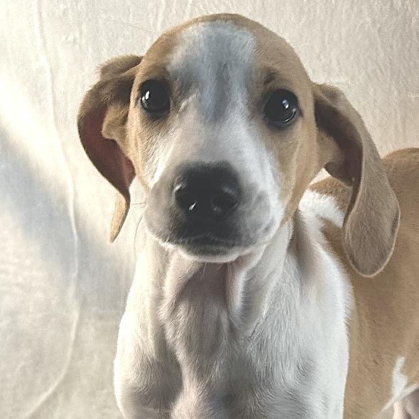 Ducky, a Adoptable Mixed Breed in Johnson City, TN image 2/4