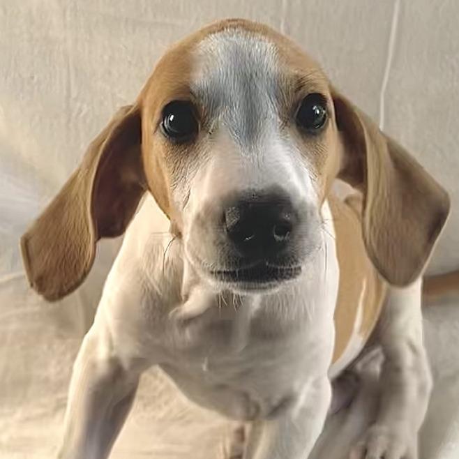 Ducky, a Adoptable Mixed Breed in Johnson City, TN image 3/4