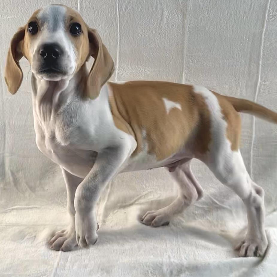 Ducky, a Adoptable Mixed Breed in Johnson City, TN image 4/4