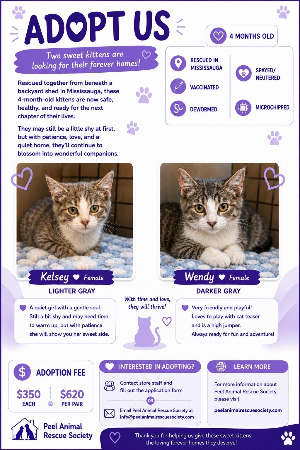 Kelsey & Wendy-Pet Valu Oakwoods, a ADOPTABLE Domestic Short Hair in Mississauga, ON image 2/6