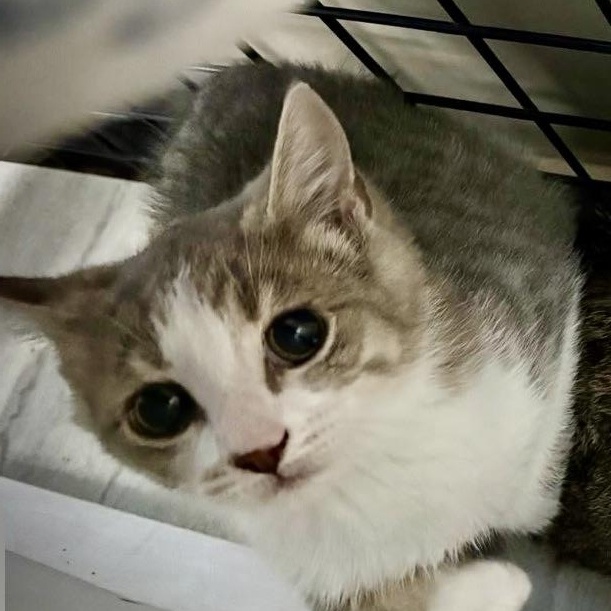 Kelsey & Wendy-Pet Valu Oakwoods, a ADOPTABLE Domestic Short Hair in Mississauga, ON image 5/6