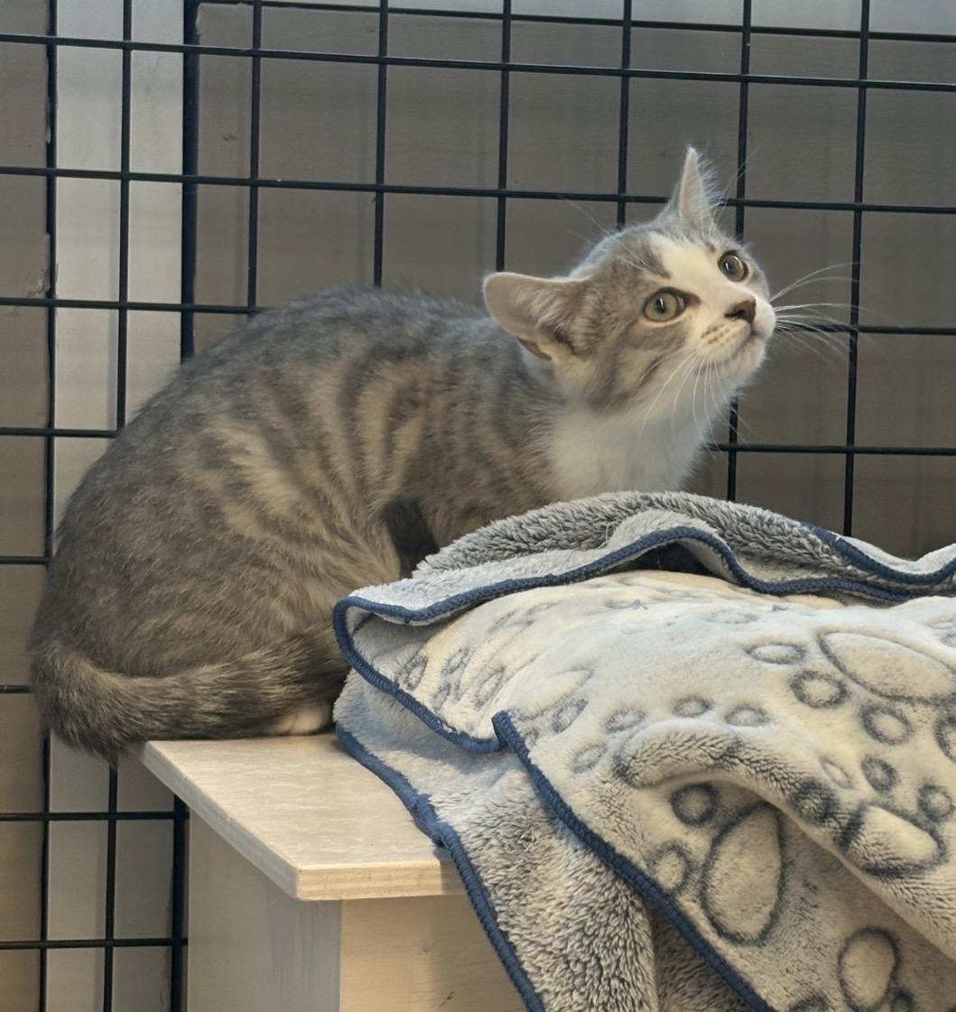 Kelsey & Wendy-Pet Valu Oakwoods, a ADOPTABLE Domestic Short Hair in Mississauga, ON image 4/6