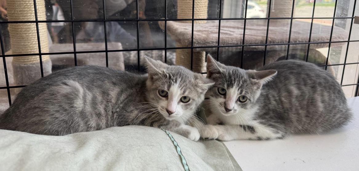 Kelsey & Wendy-Pet Valu Oakwoods, a ADOPTABLE Domestic Short Hair in Mississauga, ON image 1/6