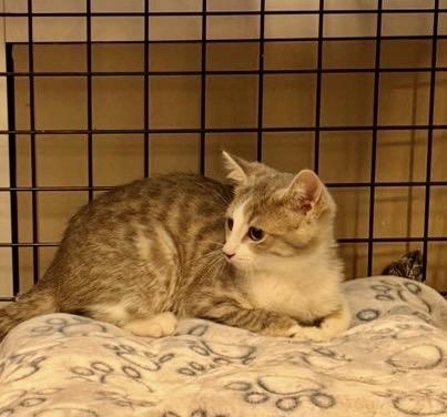 Kelsey & Wendy-Pet Valu Oakwoods, a ADOPTABLE Domestic Short Hair in Mississauga, ON image 6/6