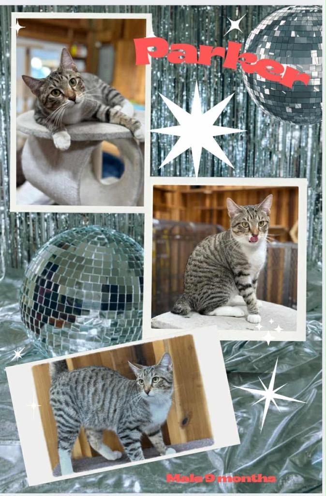 Parker, Adoptable, Young Male Domestic Short Hair.