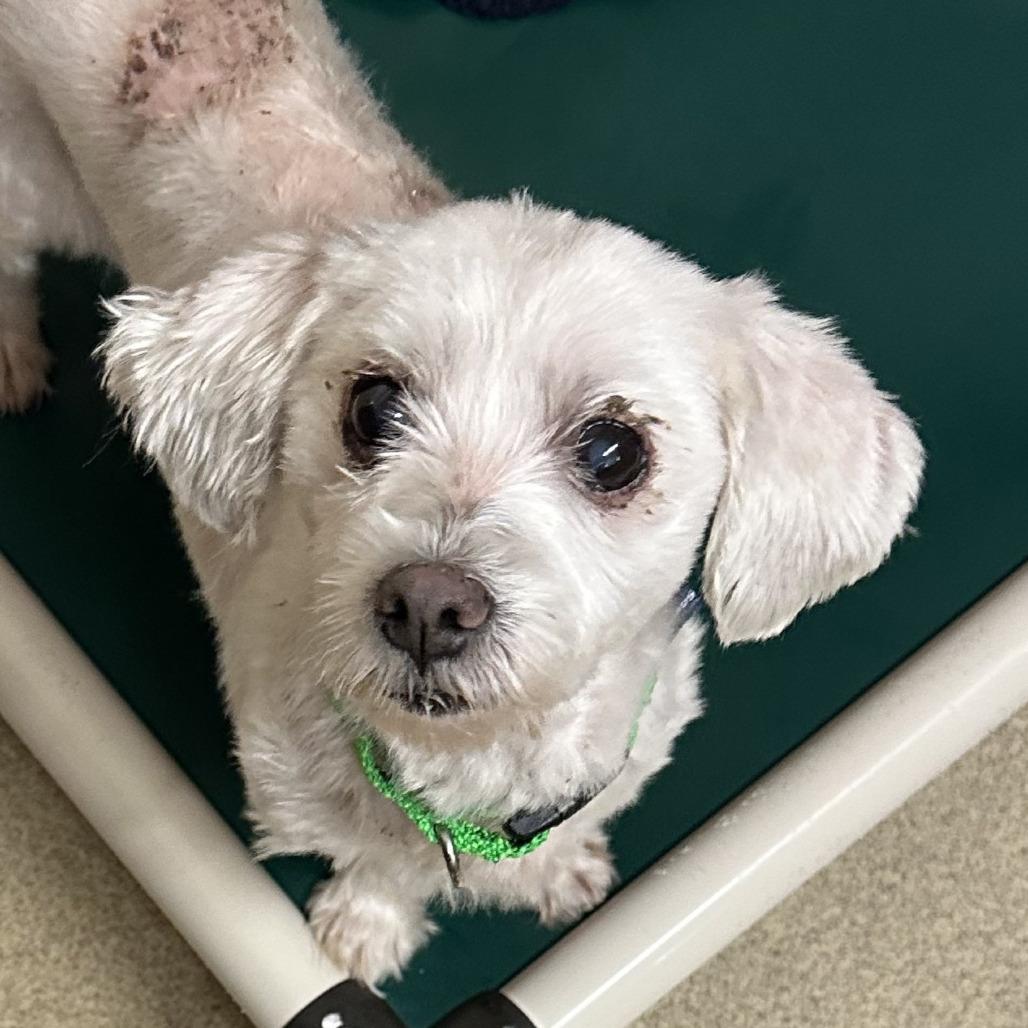 Missy, Adoptable, Senior Female Maltese & Shih Tzu.