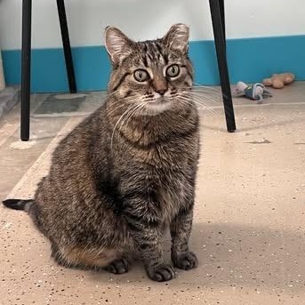 Mama Boots, an adoptable Tabby in Grand Rapids, MI_image-4