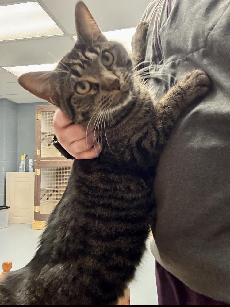 Enlarge Dr. Robbie, a Adoptable Domestic Short Hair in Cincinnati, OH image 1/2