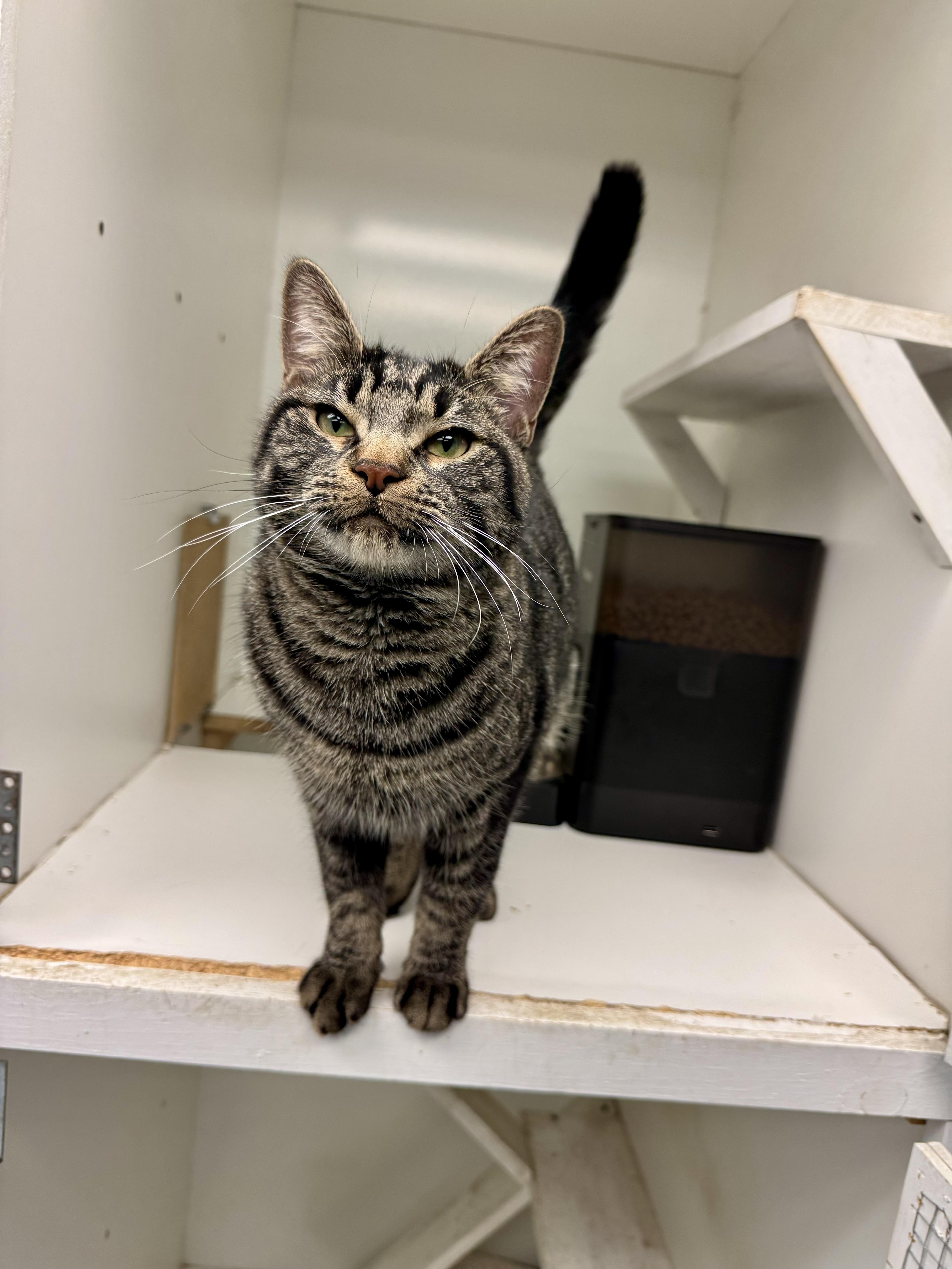 Enlarge Dr. Robbie, a Adoptable Domestic Short Hair in Cincinnati, OH image 2/2