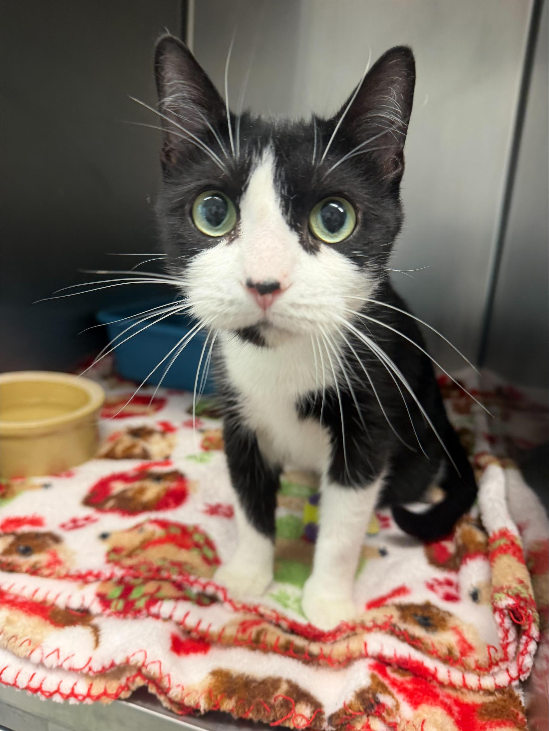 Microwave, Adoptable, Adult Female Domestic Short Hair.