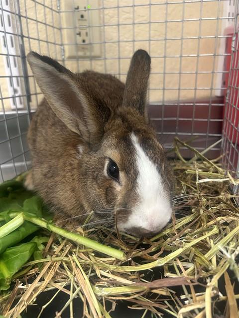 THUMPER, Adoptable, Young Male Bunny Rabbit.