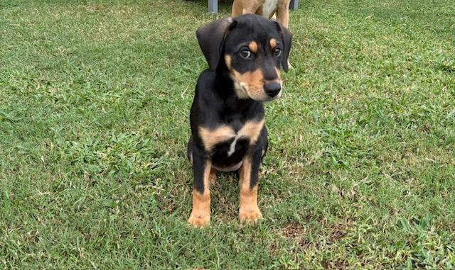 Enlarge Dolly, a Adoptable mixed breed in Baker, LA image 4/6