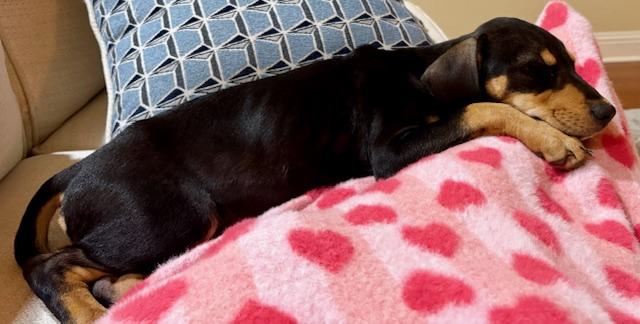 Enlarge Dolly, a Adoptable mixed breed in Baker, LA image 3/6