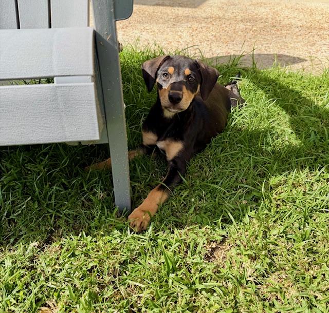 Enlarge Dolly, a Adoptable mixed breed in Baker, LA image 6/6