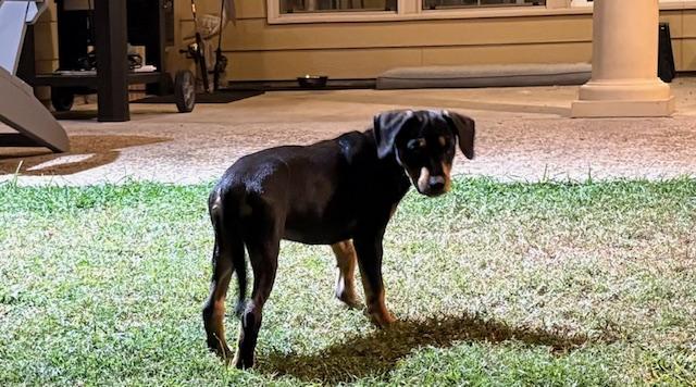 Enlarge Dolly, a Adoptable mixed breed in Baker, LA image 5/6