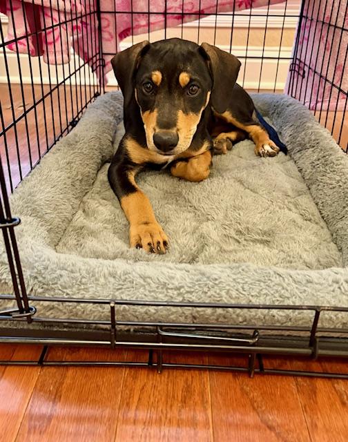 Dolly, Adoptable, Young Female Terrier.